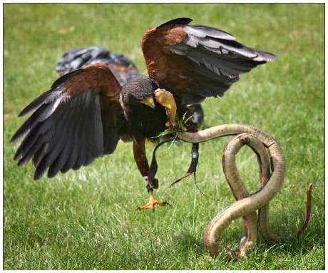 Vogels hier, vogels daar